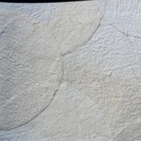 Carta da parati Arti e Mestieri